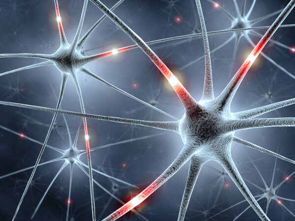 neurones- système nerveux